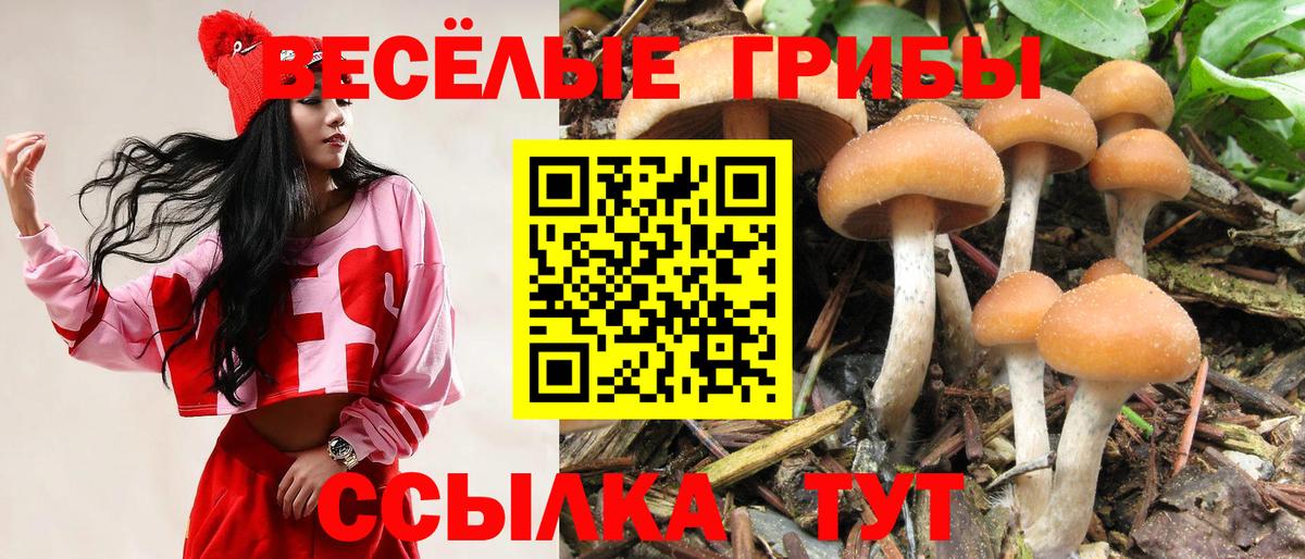Галлюциногенные грибы Cubensis  Вход с VPN  Галлюциногенные грибы Psilocybine cubensis  Королёв 